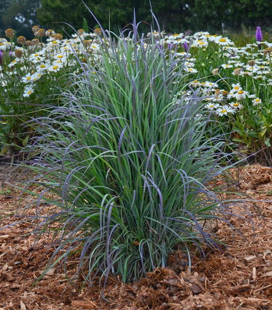 Schizachyrium scop. Twilight Zone (Twilight Zone Little Bluestem)