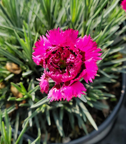 Dianthus hybrid Fruit Punch® 'Spiked Punch' (Pinks)
