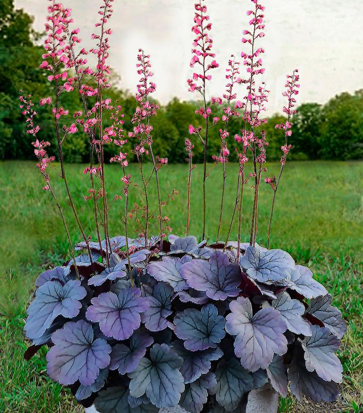 Heuchera hybrid Dolce® Silver Gumdrop (Silver Gumdrop Coral Bells)