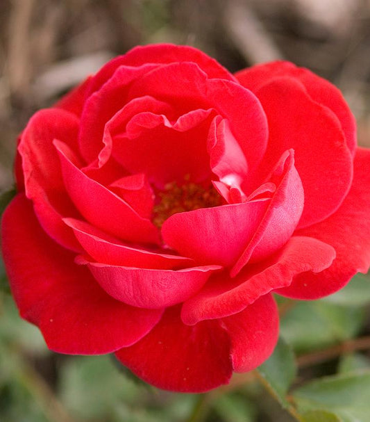 Rosa Easy Elegance® Como Park (Como Park Rose)