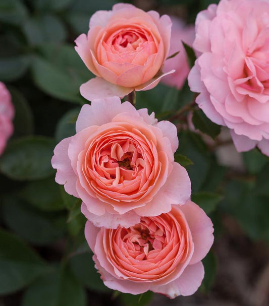 Rosa Easy Elegance® Calypso (Calypso Shrub Rose)