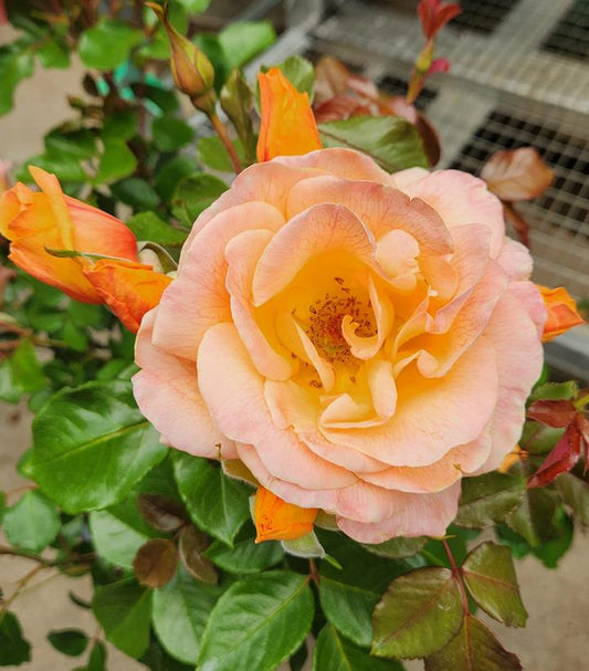 Rosa Gilded Sun™; (Gilded Sun™; Floribunda Rose)