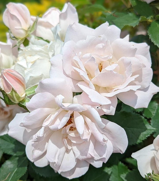 Rosa Icecap™; (Icecap™; Landscape Shrub Rose)