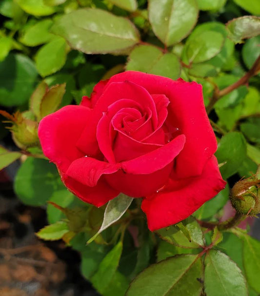 Rosa Easy Elegance® My Girl (My Girl Shrub Rose)