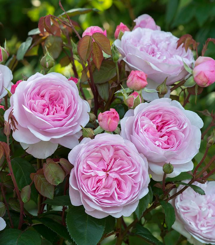 Rosa Olivia Rose Austin (Olivia Rose Austin Shrub Rose)
