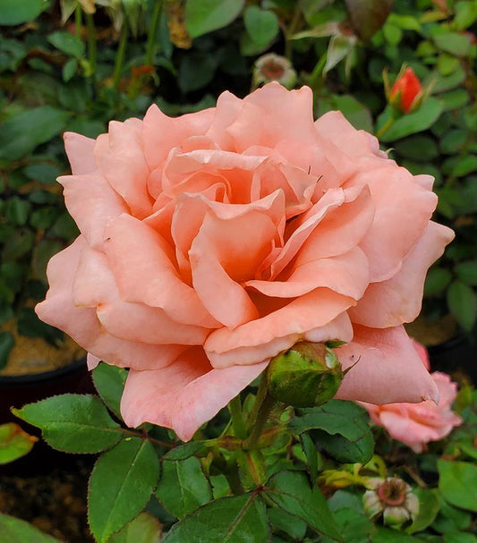 Rosa Easy Elegance® Sweet Fragrance (Sweet Fragrance Hybrid Tea Rose)