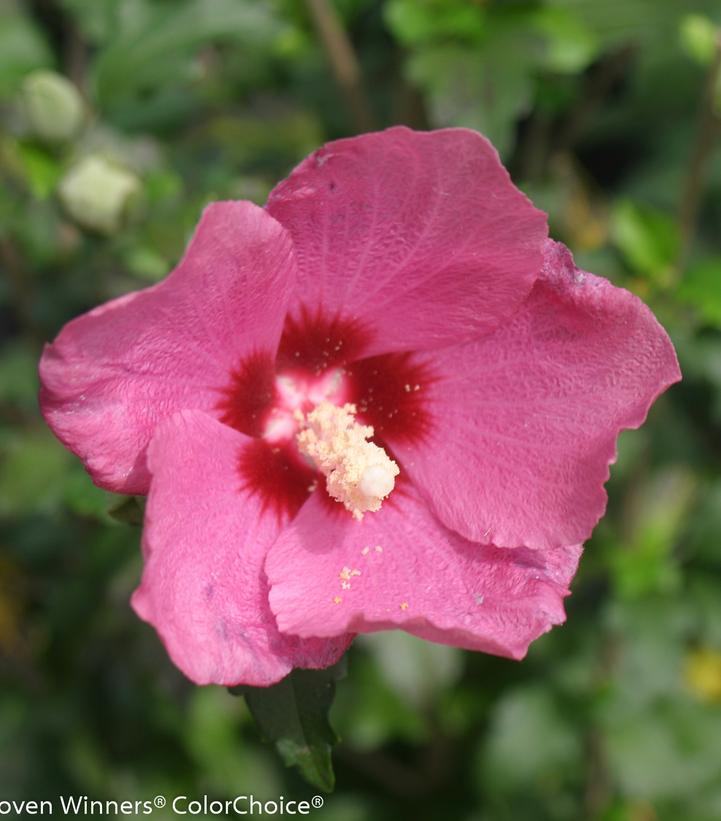 Hibiscus syriacus Lil' Kim® Red (Lil' Kim® Red Rose of Sharon)