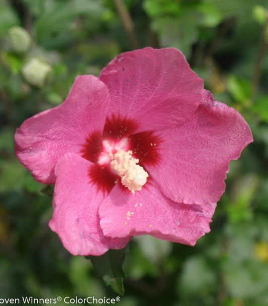 Hibiscus syriacus Lil' Kim® Red (Lil' Kim® Red Rose of Sharon)