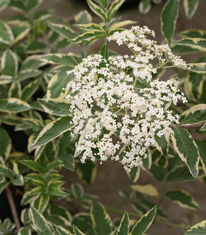 Sambucus nigra Instant Karma® (Instant Karma® Elderberry)