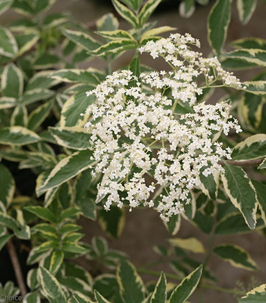 Sambucus nigra Instant Karma® (Instant Karma® Elderberry)