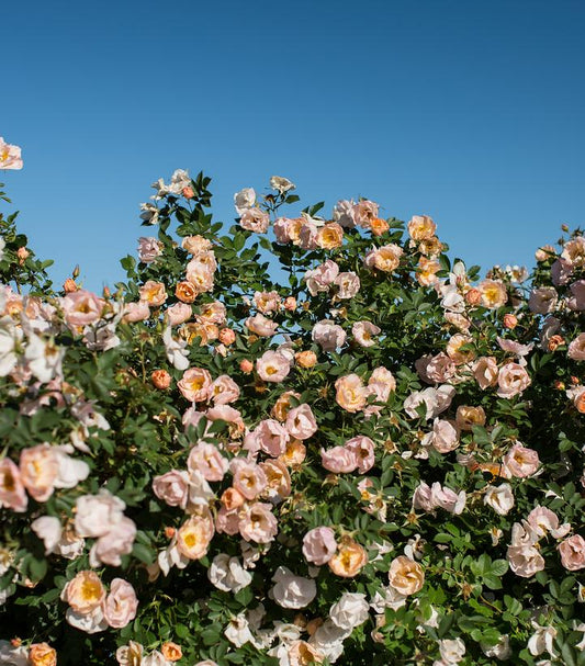 Rosa Above and Beyond™; (climbing rose)