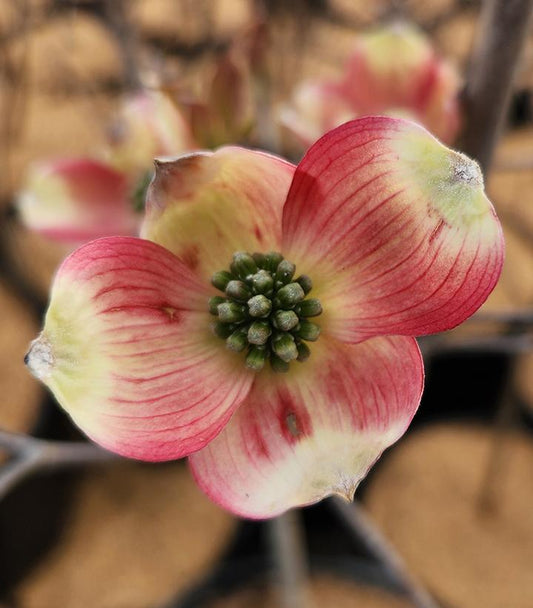 Cornus florida Cherokee Brave™; (Cherokee Brave™Flowering Dogwood)