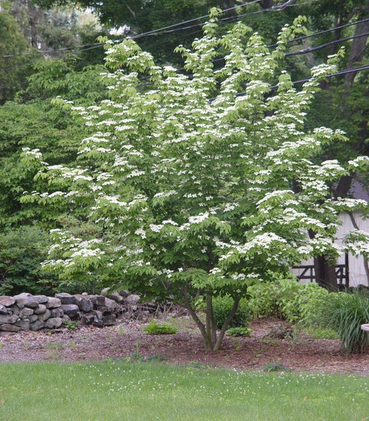 Cornus kousa (Kousa Dogwood)