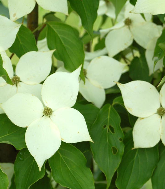 Cornus kousa Milky Way (Milky Way Dogwood)