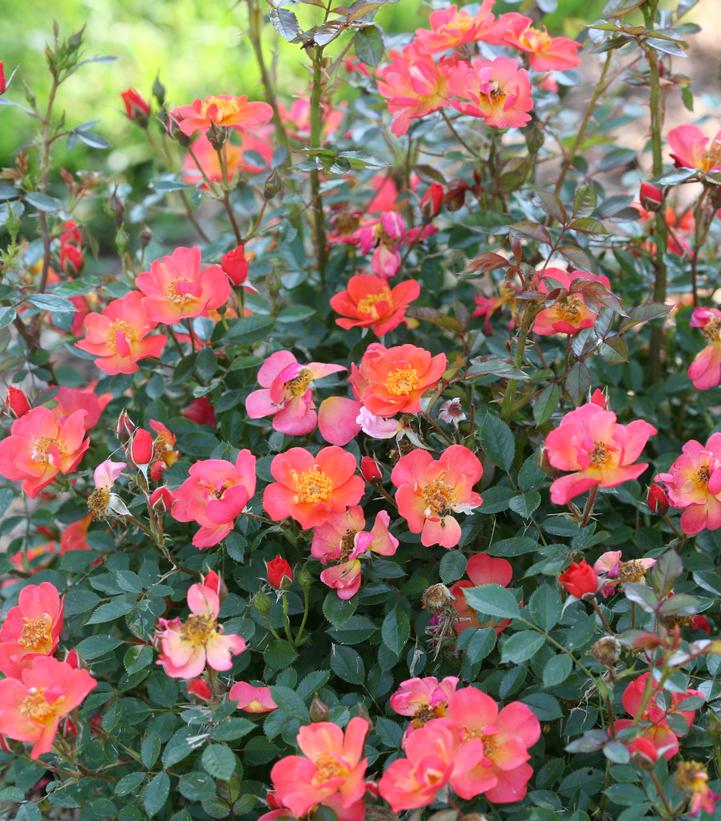 Rosa x Oso Easy Hot Paprika® (Oso Easy Hot Paprika® Landscape Rose)
