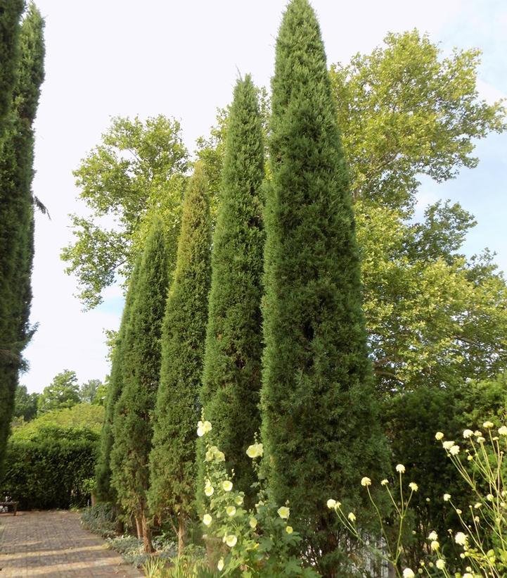 Juniperus virginiana 'Taylor' (Taylor Red Cedar)