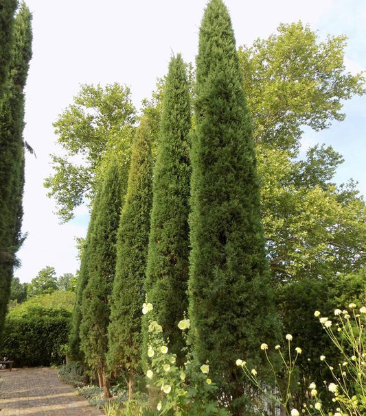 Juniperus virginiana 'Taylor' (Taylor Red Cedar)