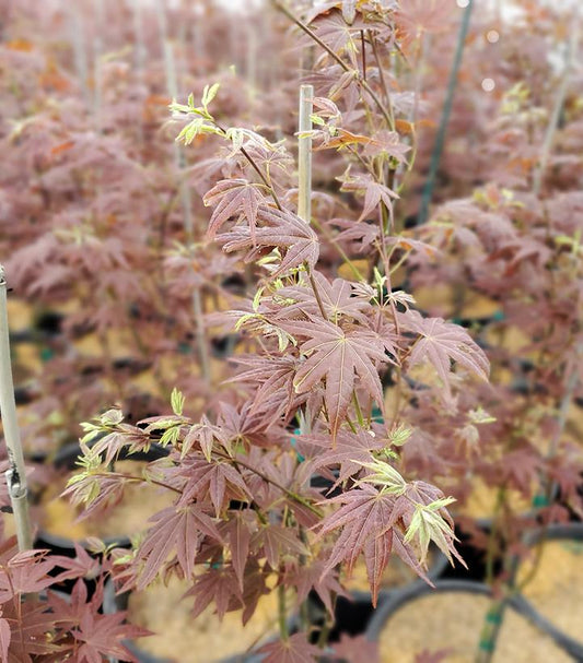 Acer palmatum 'Cider Hill' (Cider Hill Japanese Maple)