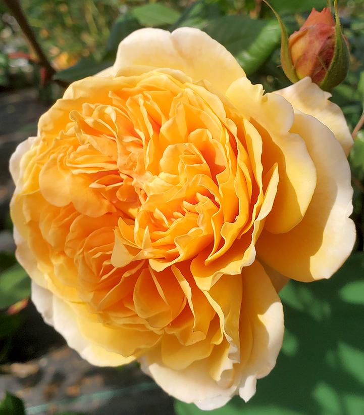 Rosa Crown Princess Margareta® (Crown Princess Margareta® English Climbing Rose)