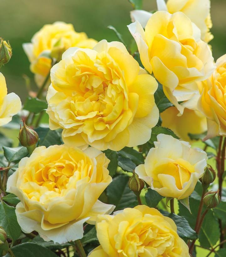 Rosa The Poet's Wife (The Poet's Wife English Shrub Rose)