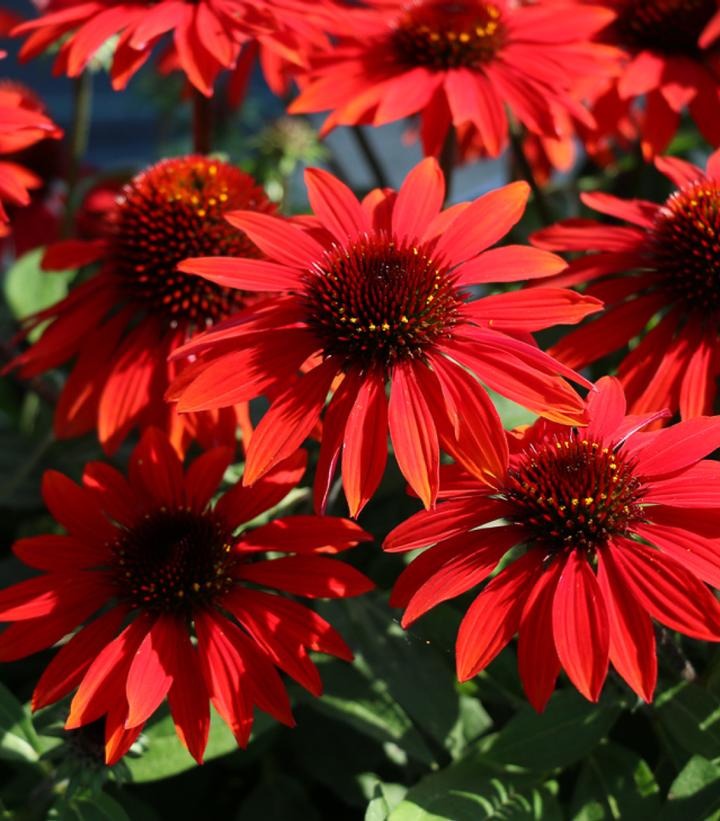 Echinacea Sombrero® Sangrita (Sangrita Sombrero® Coneflower)