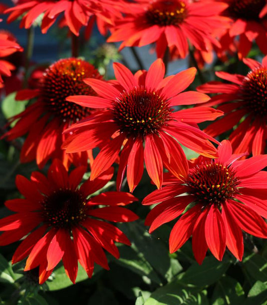 Echinacea Sombrero® Sangrita (Sangrita Sombrero® Coneflower)