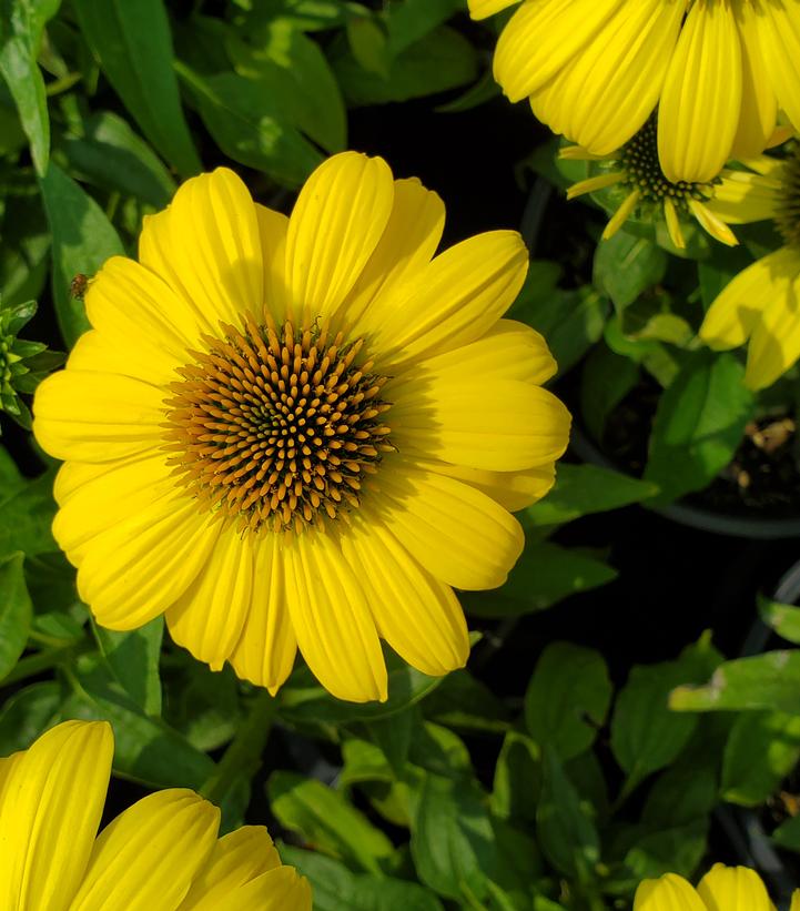 Echinacea Sombrero® Lemon Yellow Improved (Lemon Yellow Improved Cone Flower)