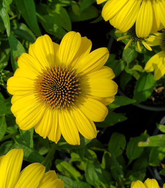 Echinacea Sombrero® Lemon Yellow Improved (Lemon Yellow Improved Cone Flower)