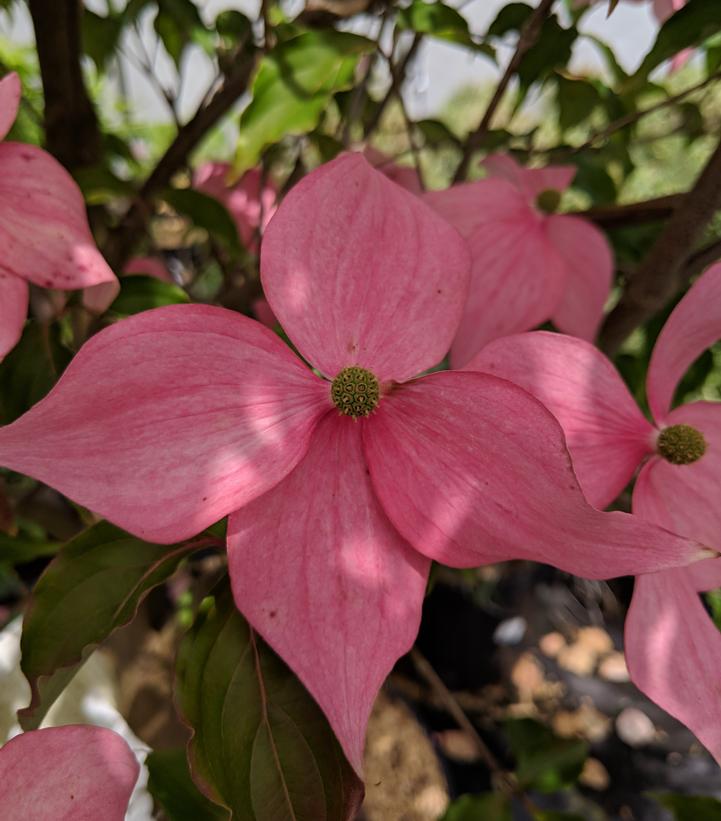 Cornus kousa Scarlet Fire® (Scarlet Fire® Kousa Dogwood)