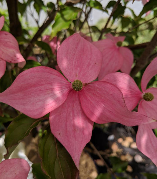 Cornus kousa Scarlet Fire® (Scarlet Fire® Kousa Dogwood)