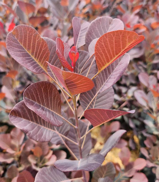 Cotinus coggygria Winecraft Black® (Winecraft Black® Smokebush)