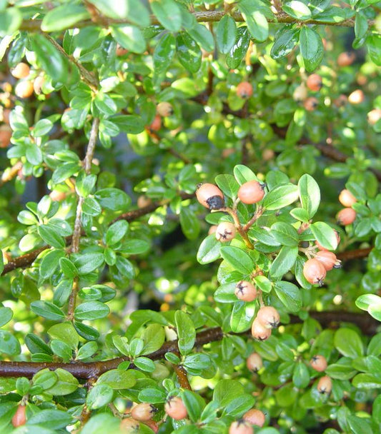 Cotoneaster dammeri Coral Beauty (Coral Beauty Cotoneaster)