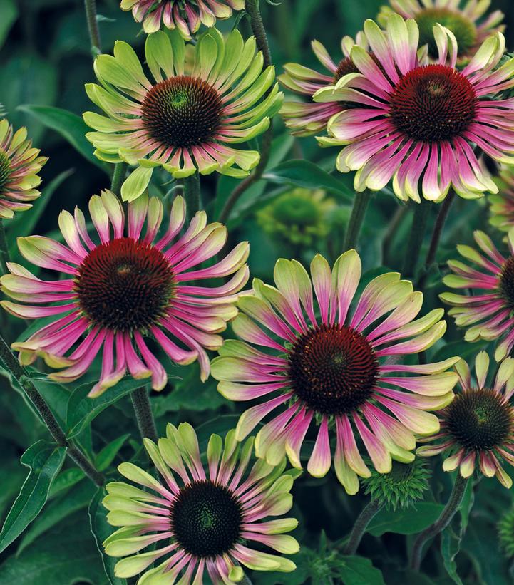 Echinacea Green Twister (Green Twister Coneflower)
