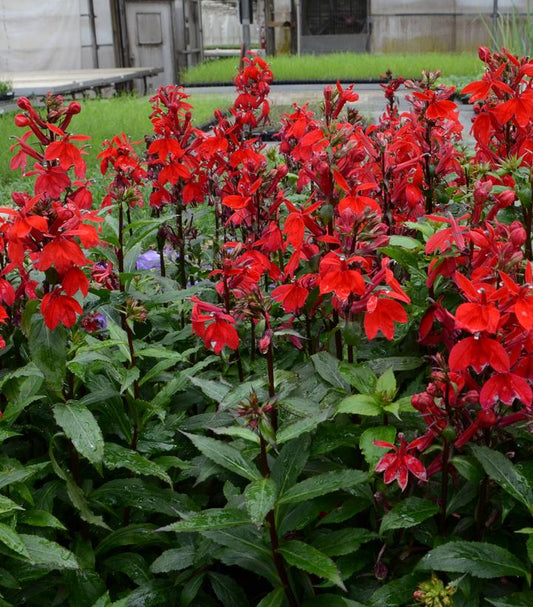 Lobelia x speciosa Starship™; Scarlet (cardinal flower)