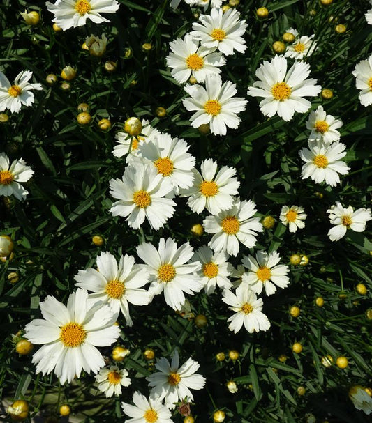 Coreopsis Big Bang™; 'Polaris' (Polaris Tickseed)