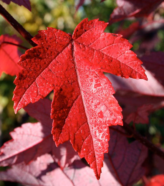 Acer rubrum Redpointe® (Redpointe® Red Maple)