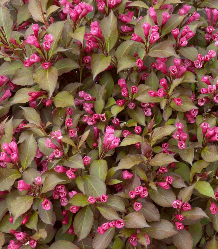 Weigela florida Shining Sensation™; (Shining Sensation™; Weigela)