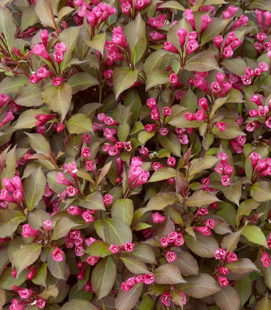 Weigela florida Shining Sensation™; (Shining Sensation™; Weigela)