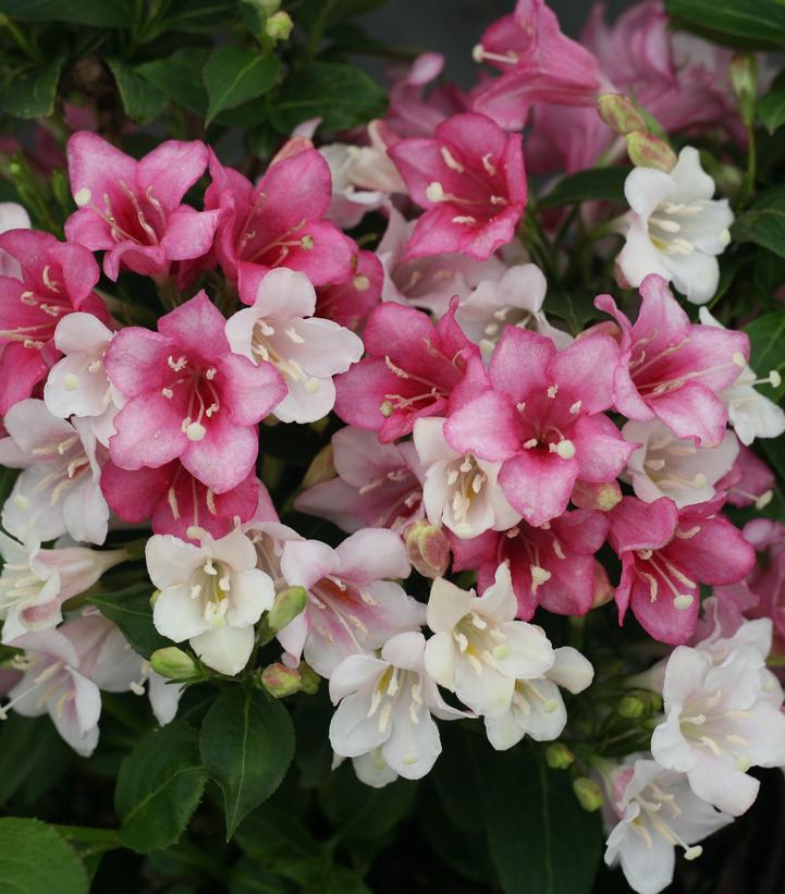 Weigela florida Czechmark Trilogy® (Czechmark Trilogy® Weigela)