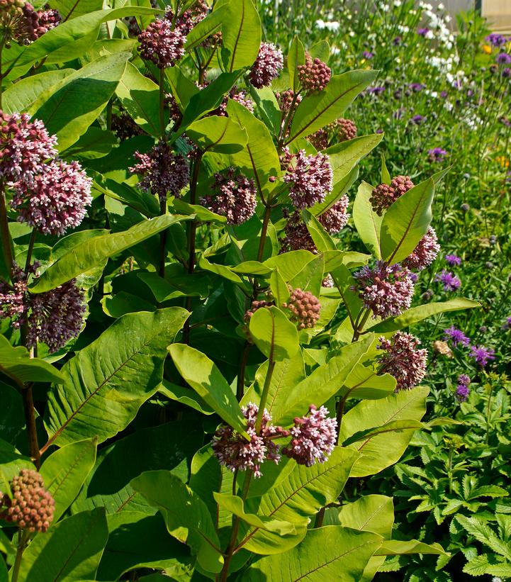 Asclepias syriaca (Common Milkweed)