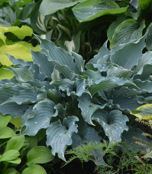 Hosta hybrid Shadowland® Waterslide (Shadowland® Waterslide hosta)