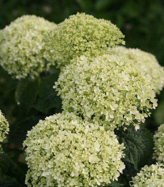 Hydrangea arborescens Invincibelle Limetta® (Invincibelle Limetta® Smooth hydrangea)