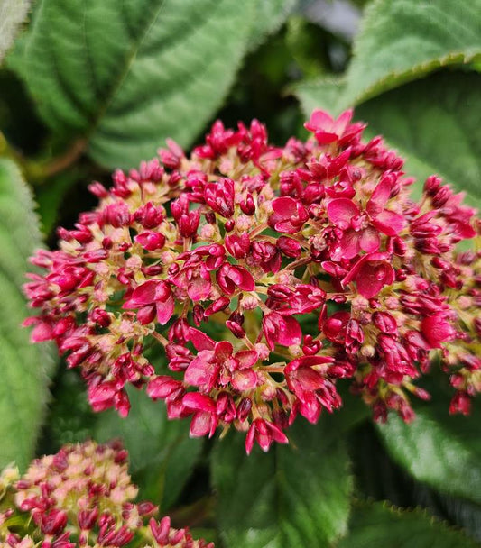 Hydrangea arborescens Invincibelle® Ruby (Invincibelle® Ruby Smooth hydrangea)