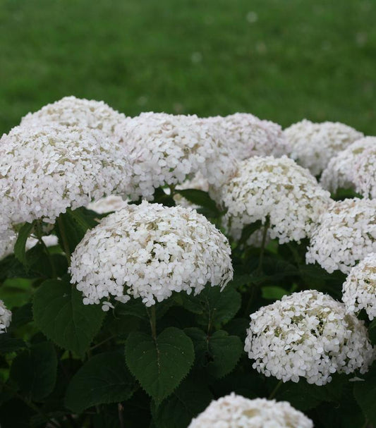 Hydrangea arborescens Invincibelle Wee White® (Invincibelle Wee White® Smooth hydrangea)