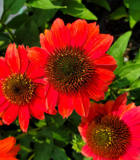 Echinacea purpurea SUMMERSONG™; Firefinch™; (Firefinch™; Coneflower)