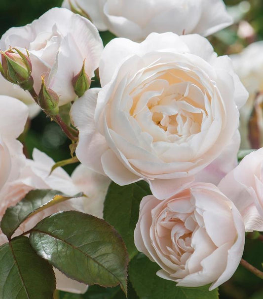 Rosa Desdemona® (Desdemona® Rose)