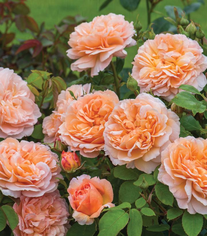 Rosa The Lady Gardener™; (The Lady Gardener™; Rose)