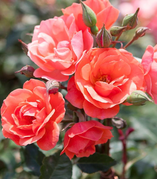 Rosa Coral Knock Out® (Coral Knock Out® Rose)