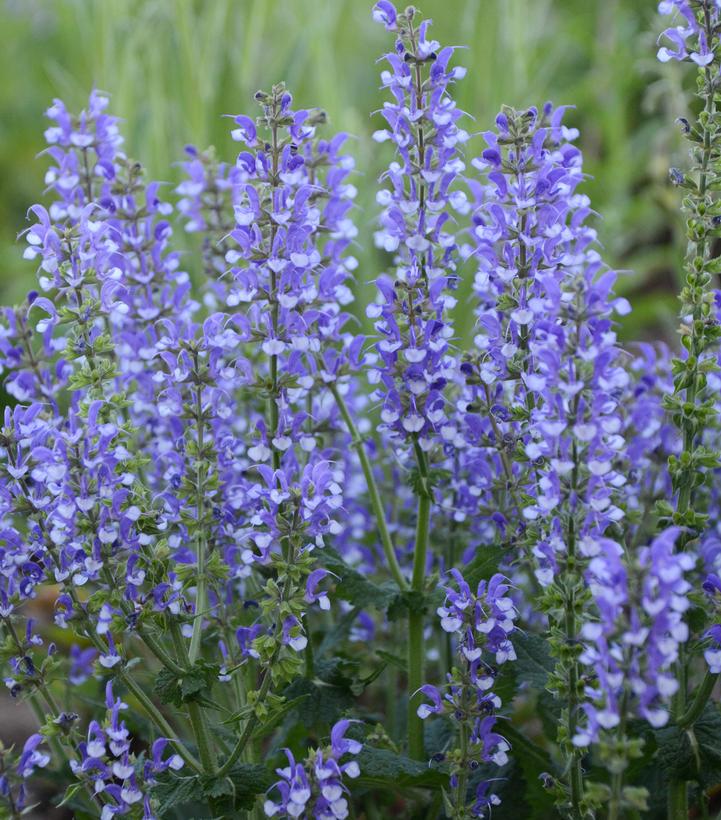 Salvia Color Spires® Azure Snow (Color Spires® Azure Snow Perennial Salvia)