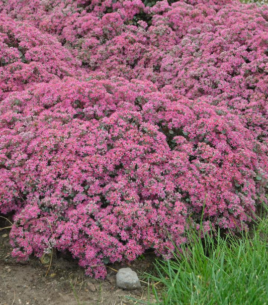 Sedum hybrid Rock 'N Grow® Popstar (Rock 'N Grow® Popstar Stonecrop)